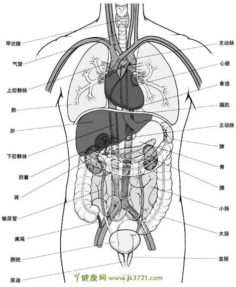 內臟有哪些|人體內臟器官結構分布圖詳解 ＊ 阿波羅新聞網